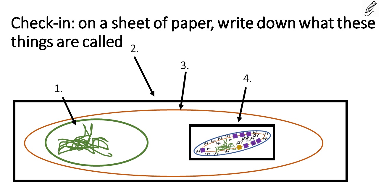 White lecture slide with colorful drawing of a mitochondrial organelle and arrows pointing to portions of organelle. A small pencil drawing is in the corner.