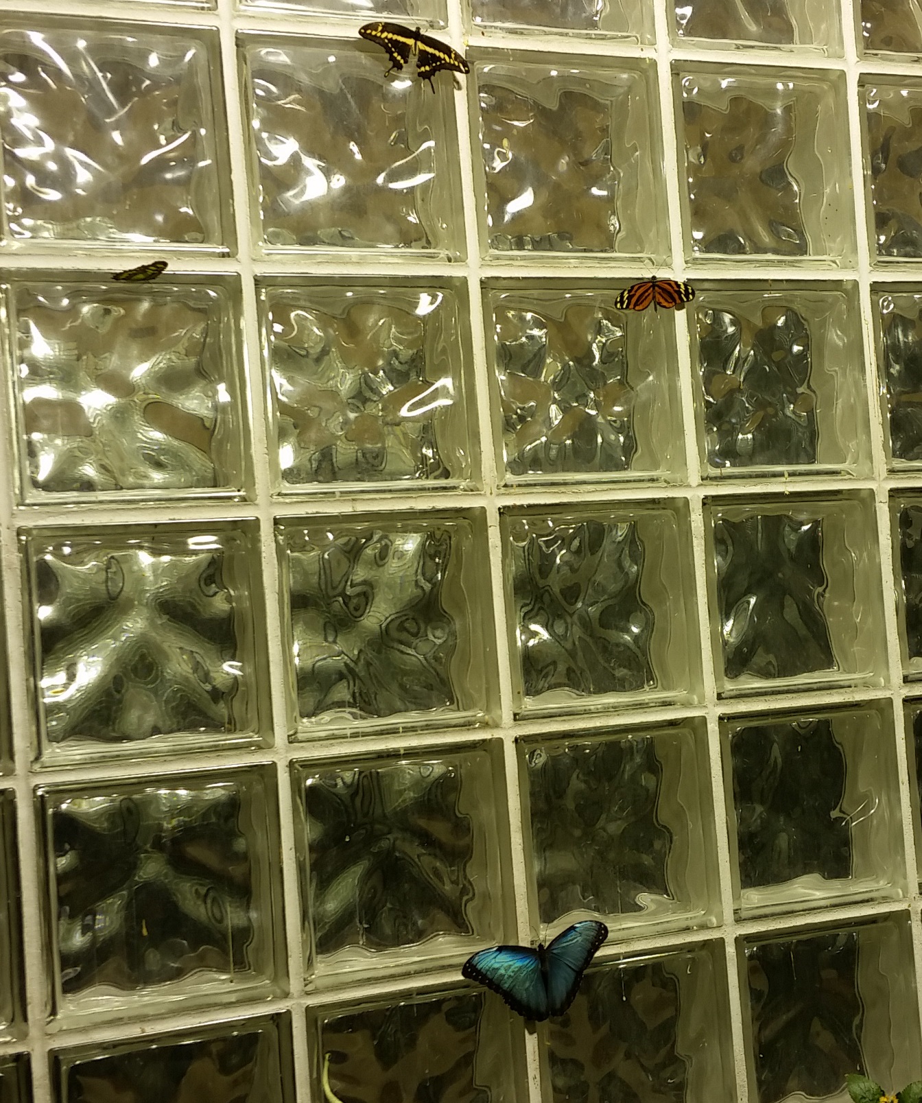 Four butterflies resting on a glass wall.